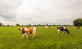 Black and red spotted cows grazing in the Dutch meadow Royalty Free Stock Photo