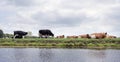 Black and red spotted cows lie and stand in green dutch meadow in holland Royalty Free Stock Photo