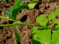 Black and Red Squash Bug on Aquilegia Plant Stem