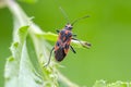 Black & Red Squash bug on grass Royalty Free Stock Photo