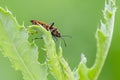 Black & Red Squash bug on grass Royalty Free Stock Photo