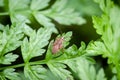 Black & Red Squash bug on grass Royalty Free Stock Photo