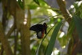 Black and Red Swallowtail Butterfly on a Green Leaf Royalty Free Stock Photo