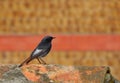 bird redstart perched on the roof Phoenicurus ochruros
