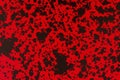 Black and red textured cardstock paper closeup background