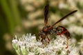 A black and red wasp with green brown eyes called metricus paper wasp polistes metricus