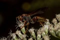 A black and red wasp with green brown eyes called metricus paper wasp polistes metricus