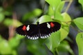 Black red and white Butterfly Royalty Free Stock Photo