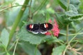 Black red and white Butterfly Royalty Free Stock Photo