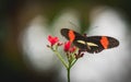 Black with red and white butterfly close up on a leaf Royalty Free Stock Photo