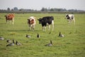 Black and red white cows are looking at the Gooses on the meadow