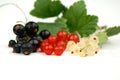 Black, Red and White Currant Royalty Free Stock Photo