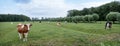 spotted cows in meadow and willows near leersum on utrechtse heuvelrug