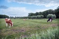 spotted cows in meadow and willows near leersum on utrechtse heuvelrug