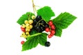 Black, red and yellow currants on green leaves. Isolated on a white background Royalty Free Stock Photo