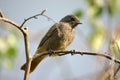 Black redstart