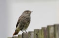 Black redstart