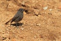 Black redstart