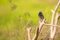 Black Redstart bird on a branch