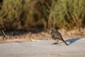 Black redstart bird standing on sunlit concrete surface Royalty Free Stock Photo