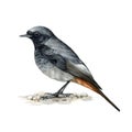 Black redstart bird. Watercolor illustration. Realistic hand drawn phoenicurus ochruros male. Black redstart forest Royalty Free Stock Photo