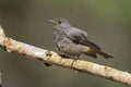 Black redstart chicken, Phoenicurus ochruros, on its perch waiting for food Royalty Free Stock Photo