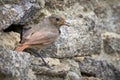 Black redstart female bird Phoenicurus ochruros