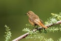 Black redstart, female, Phoenicurus ochruros, Nubra, Ladakh, Jammu and Kashmir, India