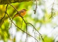 Black redstart female on a tree branch with bright green background