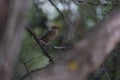 black redstart juvenile bird Royalty Free Stock Photo