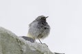 Black redstart male (phoenicurus ochruros)