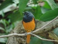 Black redstart male, Phoenicurus ochruros, Amravati, Maharashtr