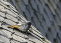 Black redstart in natural habitat phoenicurus ochruros