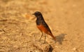 Black redstart, Phoenicurus ochruos, male, Pench National Park, Madhya Pradesh, India