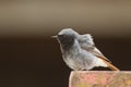 A Black Redstart (Phoenicurus ochruros) Royalty Free Stock Photo