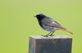 Black Redstart (Phoenicurus ochruros) Royalty Free Stock Photo