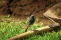 Black redstart (Phoenicurus ochruros) Royalty Free Stock Photo