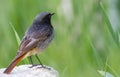 Black redstart, Phoenicurus ochruros. Beautiful songbird