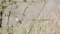 Black redstart, Phoenicurus ochruros. Beautiful songbird, on a green background