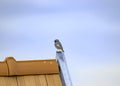 Black redstart -Phoenicurus ochruros- from behind