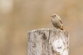 Black redstart, phoenicurus ochruros. Bird sitting on a stump