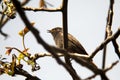 Black redstart Phoenicurus ochruros Royalty Free Stock Photo