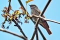 Black redstart Phoenicurus ochruros Royalty Free Stock Photo