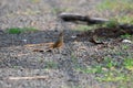 Black redstart Phoenicurus ochruros Female