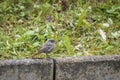 A black redstart â Phoenicurus ochruros â in the garden, Germany Royalty Free Stock Photo