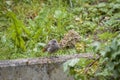 A black redstart â Phoenicurus ochruros â in the garden, Germany Royalty Free Stock Photo