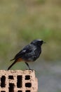 Black Redstart (Phoenicurus ochruros) - male bird Royalty Free Stock Photo