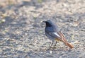 Black redstart, Phoenicurus ochruros. The male bird sitting on ground. Beautiful songbird