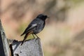 Black Redstart (Phoenicurus ochruros) - male bird