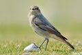 Black redstart phoenicurus ochruros